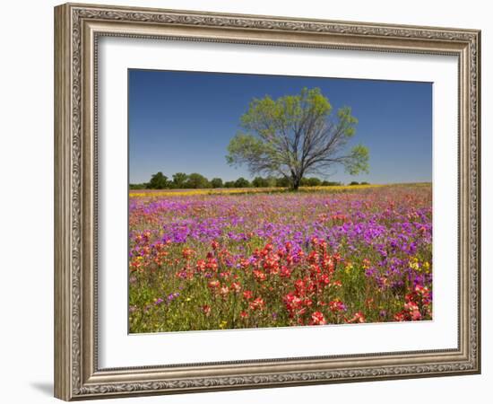 Spring Mesquite Trees Growing in Wildflowers, Texas, USA-Julie Eggers-Framed Photographic Print