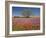 Spring Mesquite Trees Growing in Wildflowers, Texas, USA-Julie Eggers-Framed Photographic Print