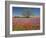 Spring Mesquite Trees Growing in Wildflowers, Texas, USA-Julie Eggers-Framed Photographic Print