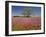 Spring Mesquite Trees Growing in Wildflowers, Texas, USA-Julie Eggers-Framed Photographic Print