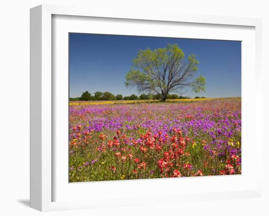 Spring Mesquite Trees Growing in Wildflowers, Texas, USA-Julie Eggers-Framed Photographic Print