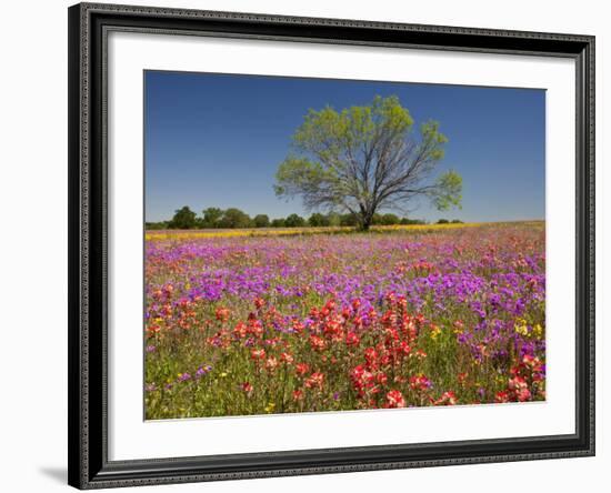 Spring Mesquite Trees Growing in Wildflowers, Texas, USA-Julie Eggers-Framed Photographic Print