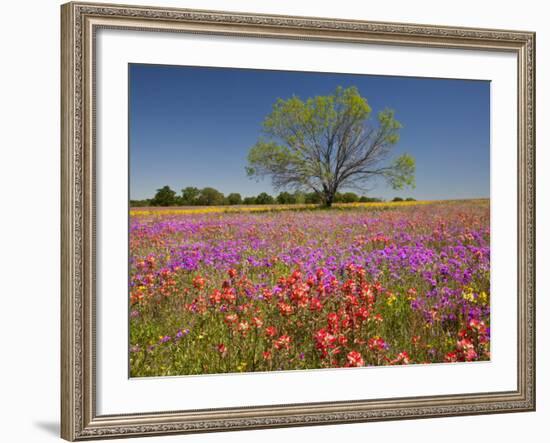 Spring Mesquite Trees Growing in Wildflowers, Texas, USA-Julie Eggers-Framed Photographic Print