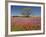 Spring Mesquite Trees Growing in Wildflowers, Texas, USA-Julie Eggers-Framed Photographic Print