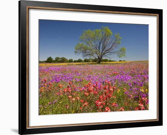 Spring Mesquite Trees Growing in Wildflowers, Texas, USA-Julie Eggers-Framed Photographic Print