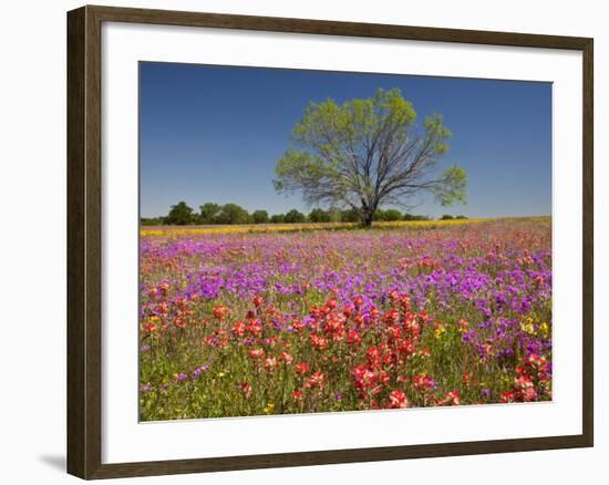 Spring Mesquite Trees Growing in Wildflowers, Texas, USA-Julie Eggers-Framed Photographic Print