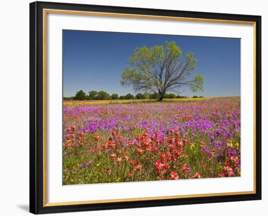 Spring Mesquite Trees Growing in Wildflowers, Texas, USA-Julie Eggers-Framed Photographic Print