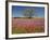 Spring Mesquite Trees Growing in Wildflowers, Texas, USA-Julie Eggers-Framed Photographic Print