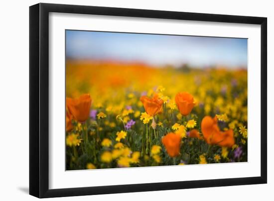 Spring Mix Poppy Scene Design Wildflower Spring California-Vincent James-Framed Photographic Print