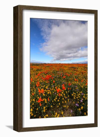 Spring Moment Wildflower Fields Lancaster Southern California Poppies-Vincent James-Framed Photographic Print