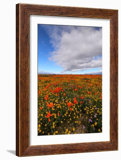 Spring Moment Wildflower Fields Lancaster Southern California Poppies-Vincent James-Framed Photographic Print