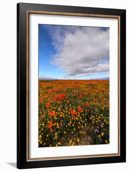 Spring Moment Wildflower Fields Lancaster Southern California Poppies-Vincent James-Framed Photographic Print