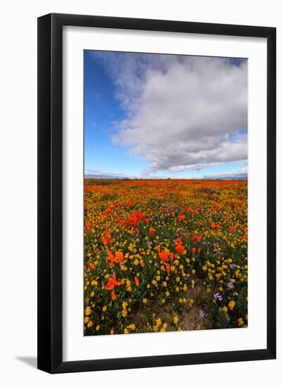 Spring Moment Wildflower Fields Lancaster Southern California Poppies-Vincent James-Framed Photographic Print