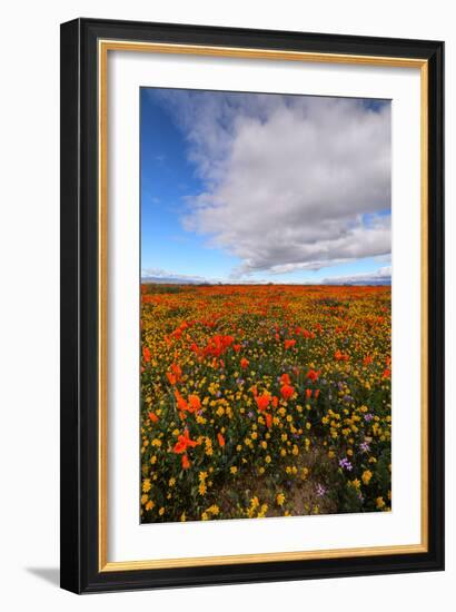 Spring Moment Wildflower Fields Lancaster Southern California Poppies-Vincent James-Framed Photographic Print