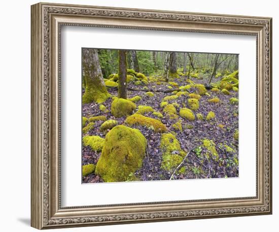 Spring Moss in Great Smoky Mountains-Gary W. Carter-Framed Photographic Print