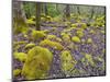 Spring Moss in Great Smoky Mountains-Gary W. Carter-Mounted Photographic Print