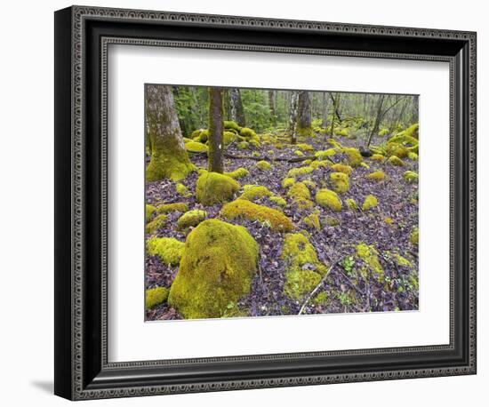 Spring Moss in Great Smoky Mountains-Gary W. Carter-Framed Photographic Print