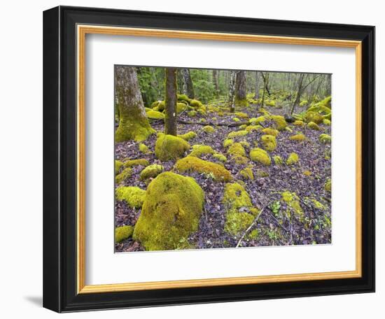 Spring Moss in Great Smoky Mountains-Gary W. Carter-Framed Photographic Print