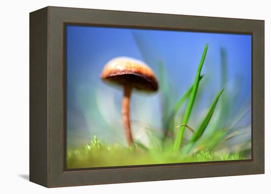 Spring Mushroom-Ursula Abresch-Framed Premier Image Canvas