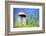 Spring Mushroom-Ursula Abresch-Framed Photographic Print