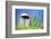 Spring Mushroom-Ursula Abresch-Framed Photographic Print