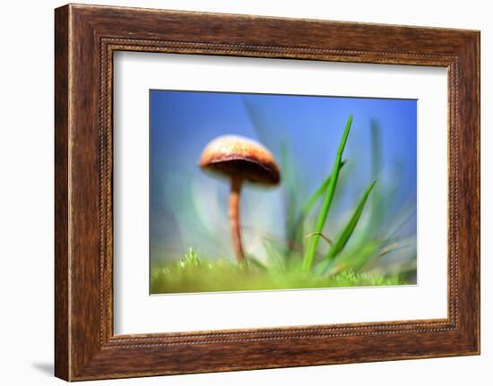 Spring Mushroom-Ursula Abresch-Framed Photographic Print