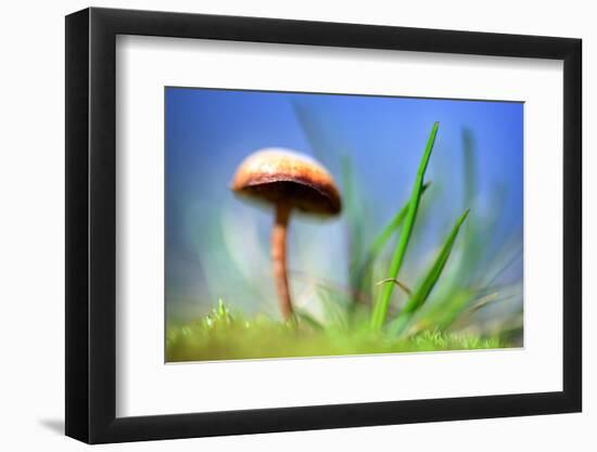 Spring Mushroom-Ursula Abresch-Framed Photographic Print