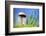 Spring Mushroom-Ursula Abresch-Framed Photographic Print