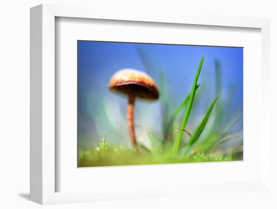 Spring Mushroom-Ursula Abresch-Framed Photographic Print