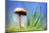 Spring Mushroom-Ursula Abresch-Mounted Photographic Print