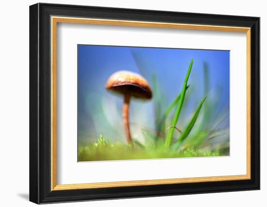 Spring Mushroom-Ursula Abresch-Framed Photographic Print