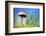 Spring Mushroom-Ursula Abresch-Framed Photographic Print