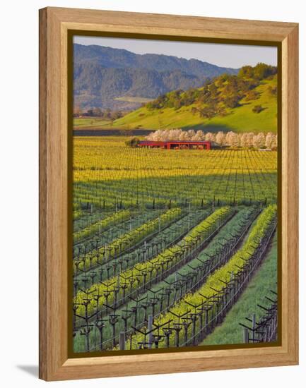 Spring Mustard Flowers in Screaming Eagle Vineyard, Napa Valley, Napa County, California, Usa-Janis Miglavs-Framed Premier Image Canvas