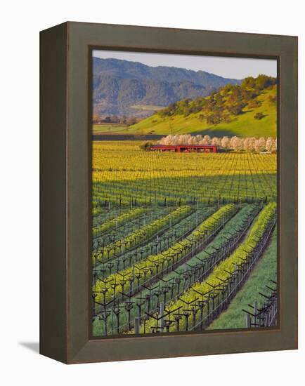 Spring Mustard Flowers in Screaming Eagle Vineyard, Napa Valley, Napa County, California, Usa-Janis Miglavs-Framed Premier Image Canvas