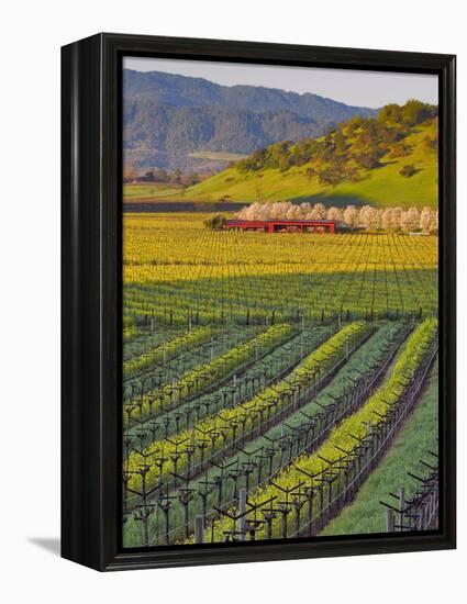 Spring Mustard Flowers in Screaming Eagle Vineyard, Napa Valley, Napa County, California, Usa-Janis Miglavs-Framed Premier Image Canvas