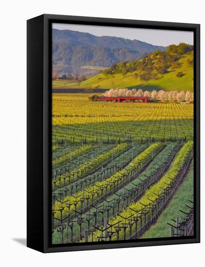 Spring Mustard Flowers in Screaming Eagle Vineyard, Napa Valley, Napa County, California, Usa-Janis Miglavs-Framed Premier Image Canvas