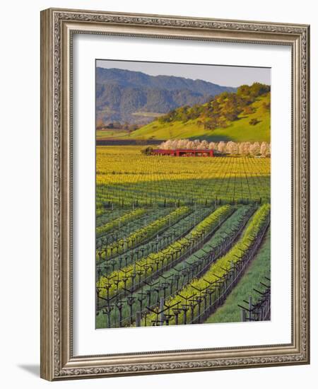 Spring Mustard Flowers in Screaming Eagle Vineyard, Napa Valley, Napa County, California, Usa-Janis Miglavs-Framed Photographic Print