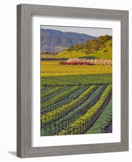 Spring Mustard Flowers in Screaming Eagle Vineyard, Napa Valley, Napa County, California, Usa-Janis Miglavs-Framed Photographic Print