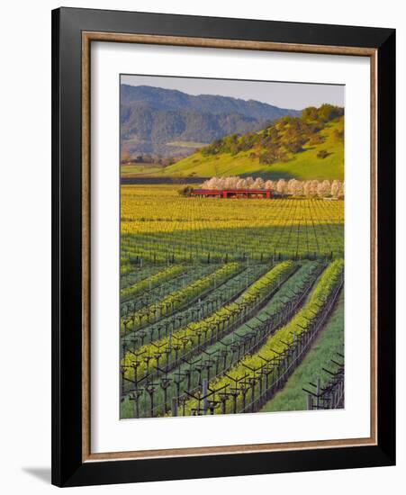 Spring Mustard Flowers in Screaming Eagle Vineyard, Napa Valley, Napa County, California, Usa-Janis Miglavs-Framed Photographic Print