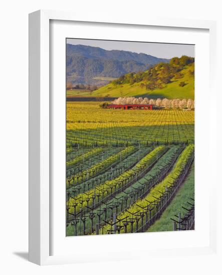 Spring Mustard Flowers in Screaming Eagle Vineyard, Napa Valley, Napa County, California, Usa-Janis Miglavs-Framed Photographic Print