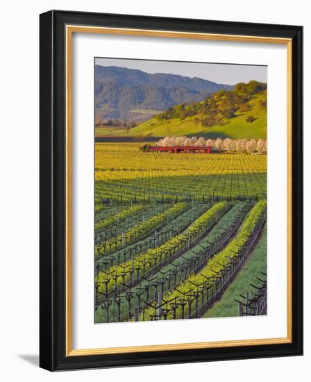 Spring Mustard Flowers in Screaming Eagle Vineyard, Napa Valley, Napa County, California, Usa-Janis Miglavs-Framed Photographic Print