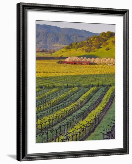 Spring Mustard Flowers in Screaming Eagle Vineyard, Napa Valley, Napa County, California, Usa-Janis Miglavs-Framed Photographic Print