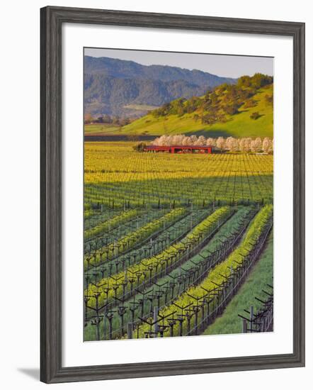 Spring Mustard Flowers in Screaming Eagle Vineyard, Napa Valley, Napa County, California, Usa-Janis Miglavs-Framed Photographic Print