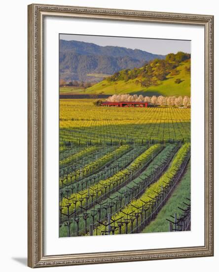 Spring Mustard Flowers in Screaming Eagle Vineyard, Napa Valley, Napa County, California, Usa-Janis Miglavs-Framed Photographic Print