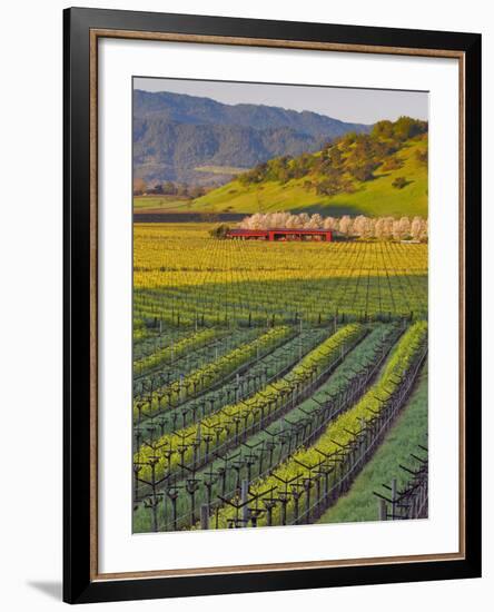 Spring Mustard Flowers in Screaming Eagle Vineyard, Napa Valley, Napa County, California, Usa-Janis Miglavs-Framed Photographic Print