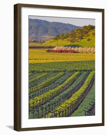 Spring Mustard Flowers in Screaming Eagle Vineyard, Napa Valley, Napa County, California, Usa-Janis Miglavs-Framed Photographic Print