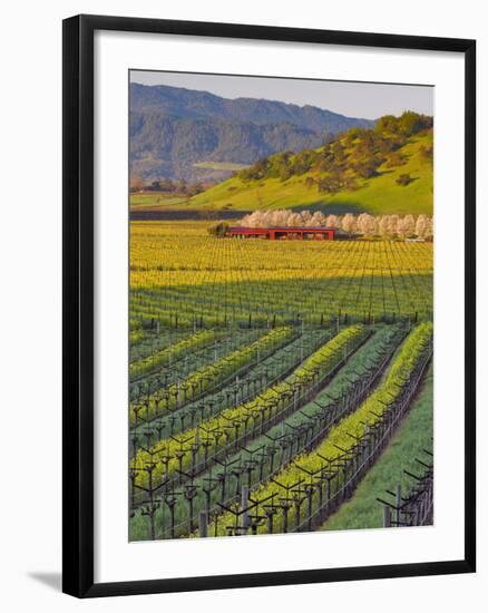 Spring Mustard Flowers in Screaming Eagle Vineyard, Napa Valley, Napa County, California, Usa-Janis Miglavs-Framed Photographic Print