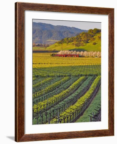 Spring Mustard Flowers in Screaming Eagle Vineyard, Napa Valley, Napa County, California, Usa-Janis Miglavs-Framed Photographic Print