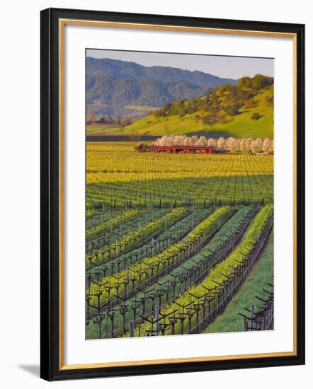 Spring Mustard Flowers in Screaming Eagle Vineyard, Napa Valley, Napa County, California, Usa-Janis Miglavs-Framed Photographic Print