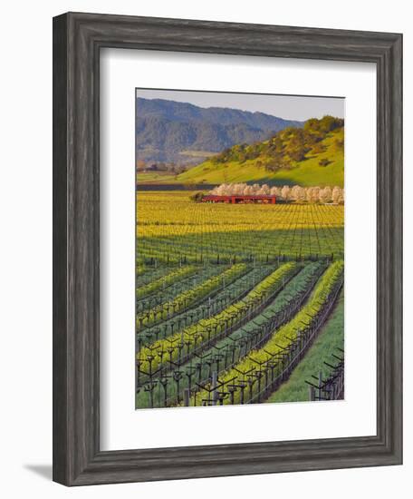 Spring Mustard Flowers in Screaming Eagle Vineyard, Napa Valley, Napa County, California, Usa-Janis Miglavs-Framed Photographic Print